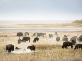 American bison graze by the fickle shores of Utah’s Great Salt Lake. Image by Philip Lee Harvey / Lonely Planet Traveller.