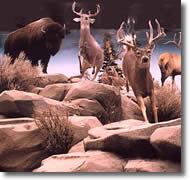 St George Utah Area Museums - Rosenbruch Wildlife Museum