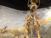 Dinosaur Museum Salt Lake City Utah