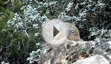 Rock Squirrel Alarm Call in Zion National Park