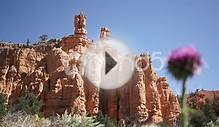 Thistle Bloom In Zion National Park Stock Video 55378953