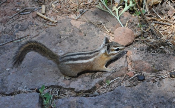 Animals in Zion National Park